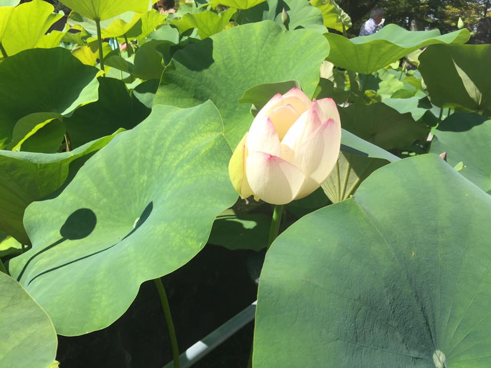 三室戸寺蓮園開園