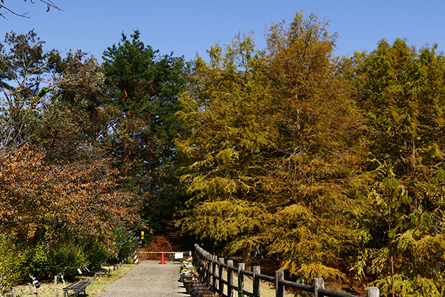 宇治市植物公園 紅葉フェスタ