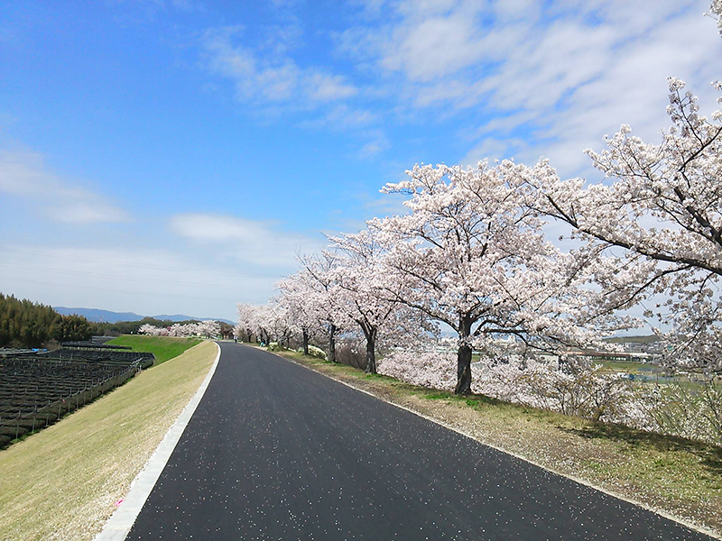 桜づつみ奈島【城陽市】