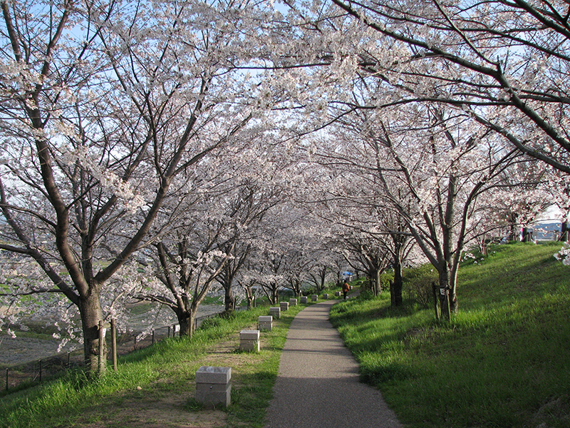 桜づつみ「木津川・緑と水辺のやすらぎ回廊」