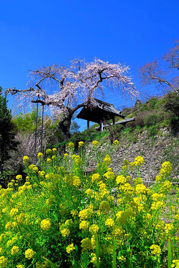 地蔵禅院