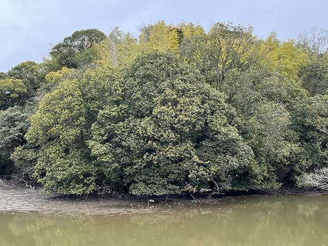 宇治(五ヶ庄)二子塚古墳