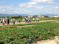 あらす観光いも掘り農園