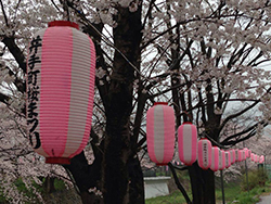 玉川堤の桜