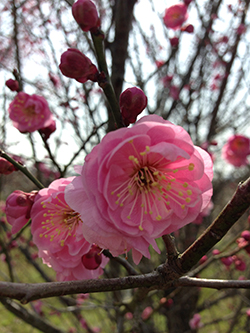 青谷の梅の花と歴史をめぐるウォーク