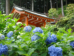 三室戸寺あじさい園